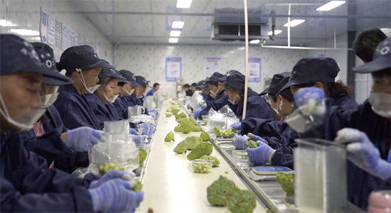 聚力绿色兴农 临平莲藕产品供给、种植技术又有新提升