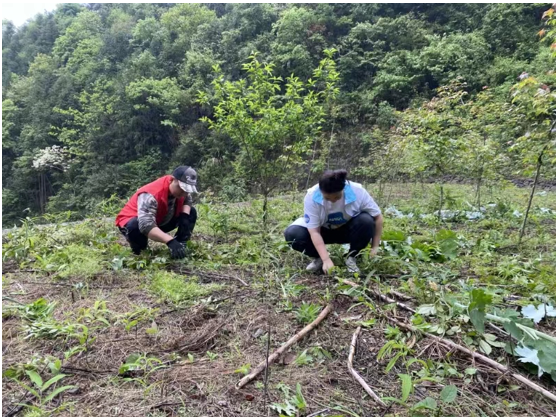 臨安孫家六味飄出共富味