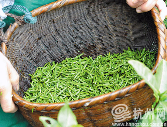 千岛湖新茶上市 市场价500多块钱一斤